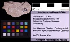 Foto (Objekt + Etiketten) von Mesogalathea striata (Remeš, 1895) (NHMW-GEO-1990-0041-0323)